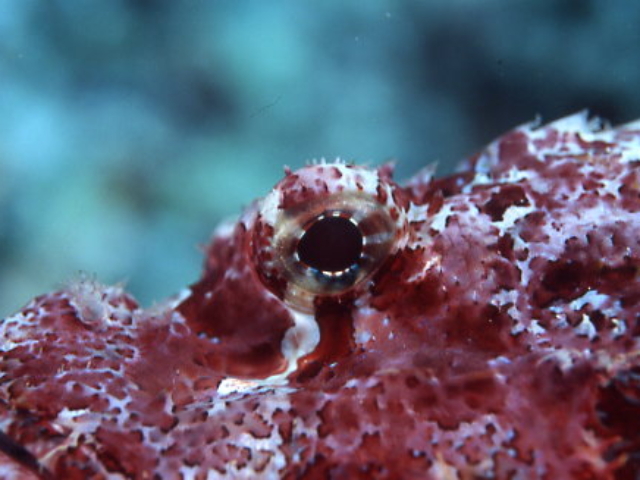 Bearded Scorpionfish