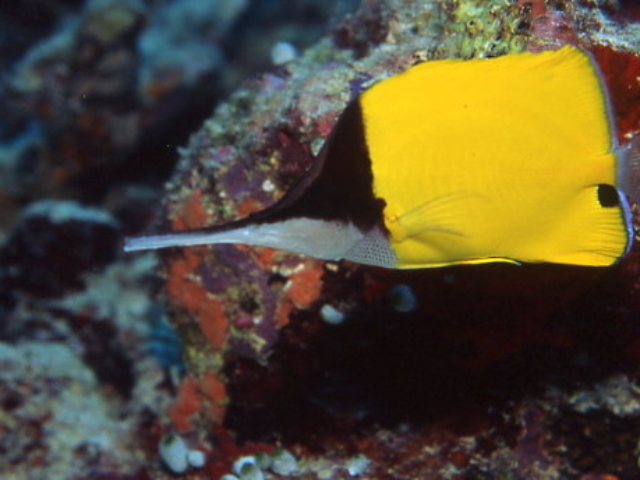 Big long nose butterfly fish
