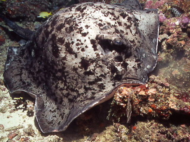 Blotched fantail Ray