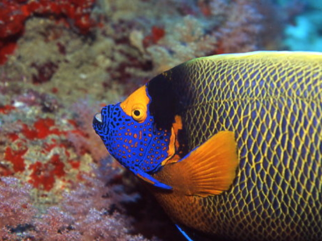 Blue faced Angelfish