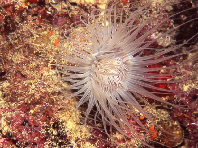 Burrowing anemone