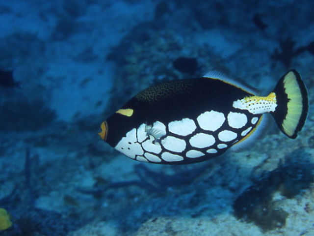 Clown Triggerfish