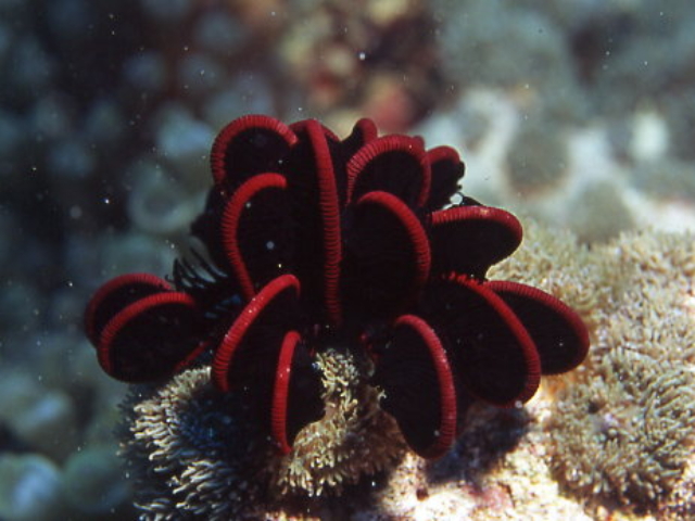 Crinoid