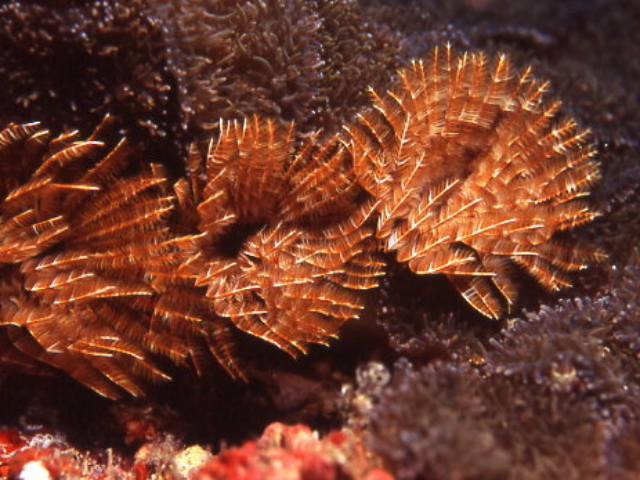Fan worm