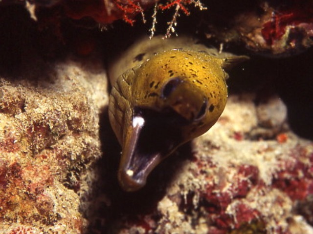 Fimbriated Moray
