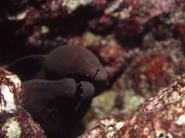 Giant Moray