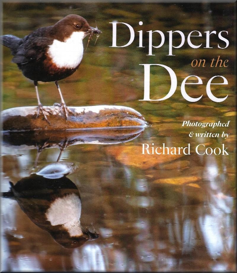 Dippers on the Dee